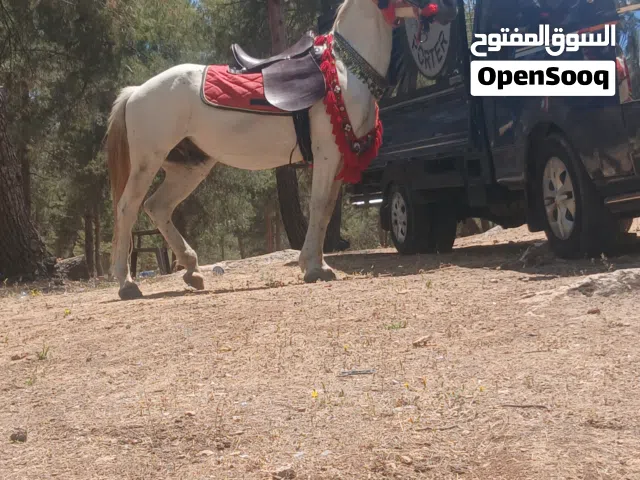 حصان للبيع