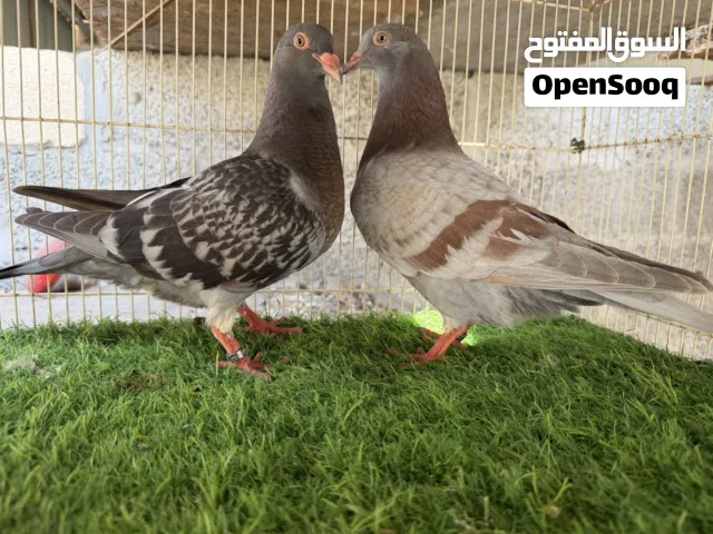 طبه حمامً الوزان
