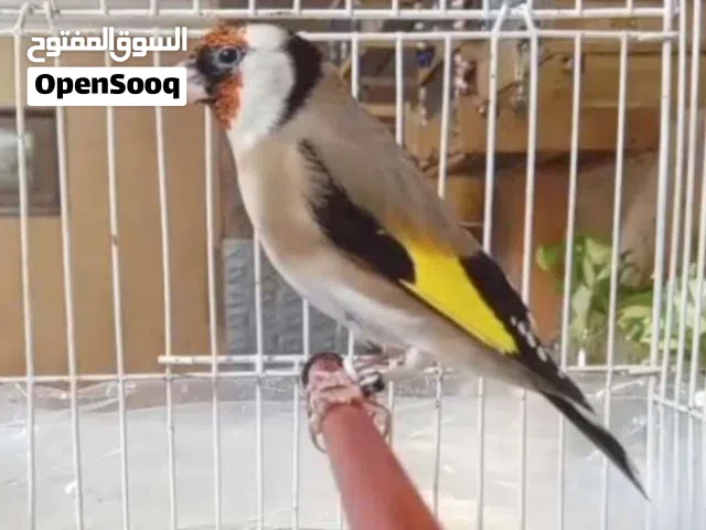 عصافير حسون