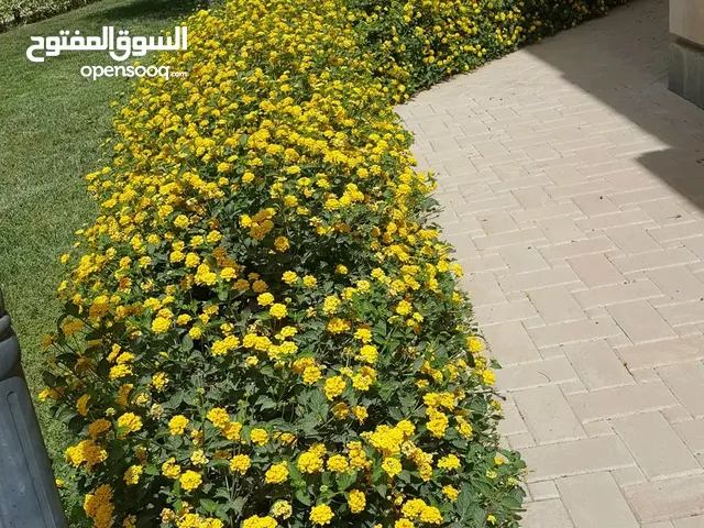 تنسيق حدائق