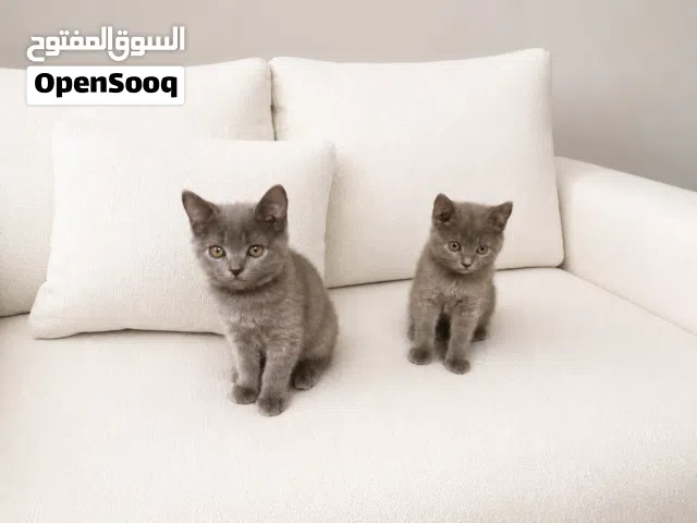 قططان سكوتش فولد