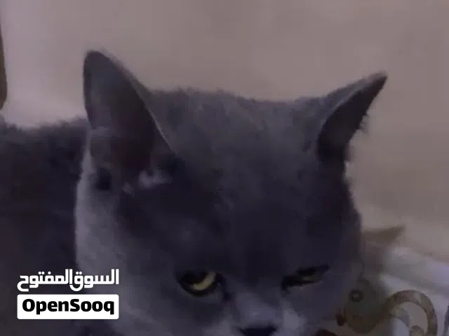 للتبني قط بريطاني عمر حوالي 6 اشهر ذكر