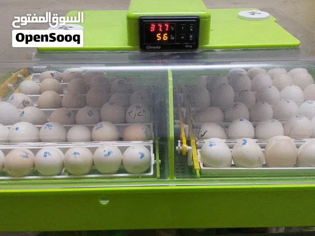 فقاسه جيموكا تفقيس