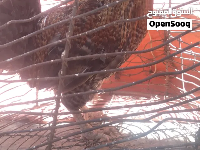 ديك بلدي احمر ورزي لون حلو صحه ونظافة