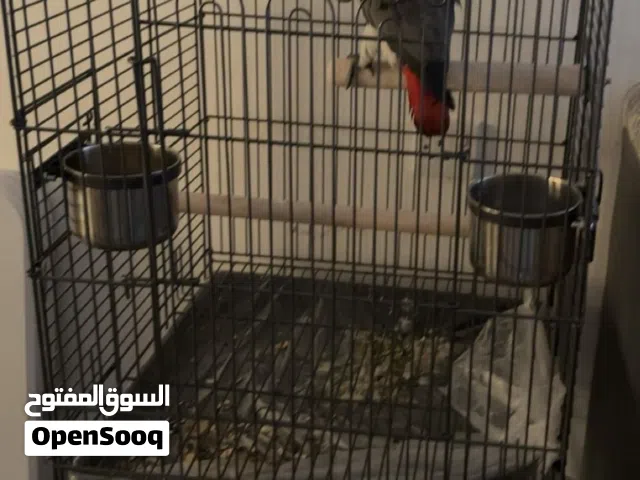 للبيع قفص كبير حق كاسكو وامازون وفي ستاند فوق ونظيف ومعاه القاعده الي تحت