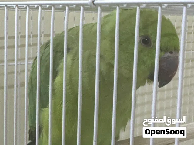 ببغاء الدره للبيع