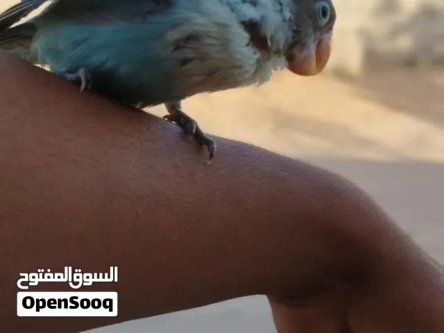 فرخ فيشر مروض ترويض فل