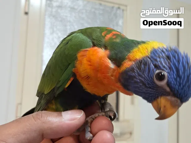 Rainbow lory fully hand tamed