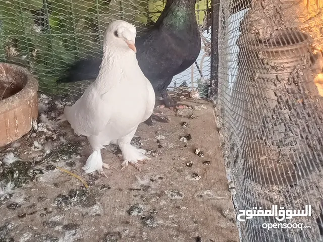 بسم الله الرحمن الرحيم  متاح