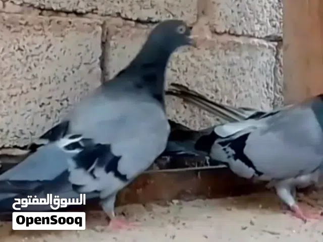 بسم الله ماشاء الله  زوج مالطي