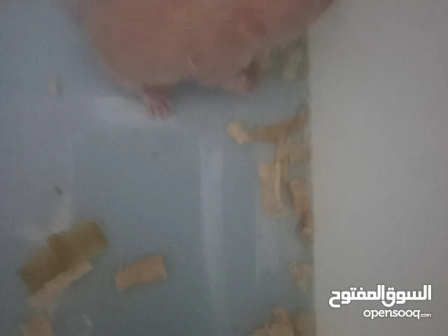 هامستر صغار عمرهم 15 يوم الي يحب يشري يتصل بيا و في يومهم 20 يهزهم خاطر يكون مفطومين