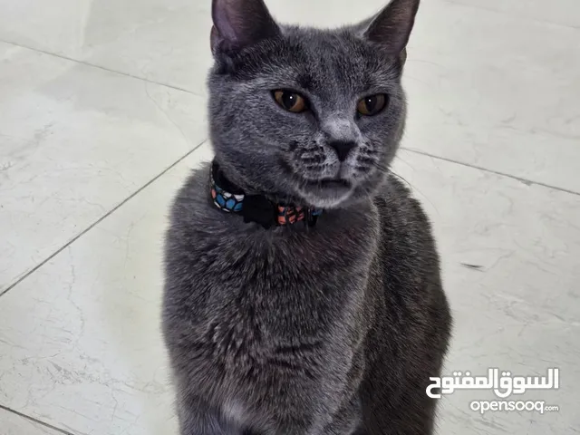 قط برتش شورت كات إناث العمر سنه قط خجول جدا