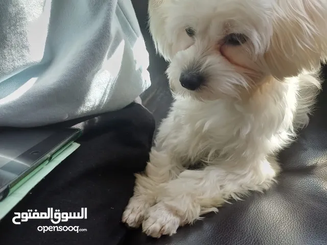 Maltese dog