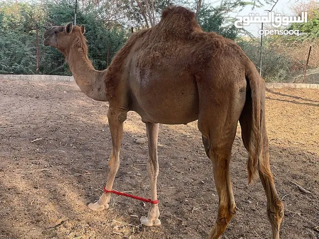 ناقة اصيل للبيع