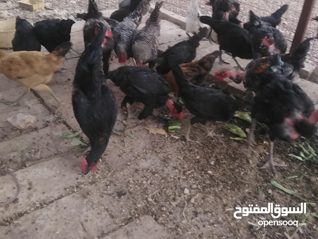 فراخ بلدي عمر 5 شهور صحه ونظافه ماخذ المطاعيم البيع للكوم عدد 57
