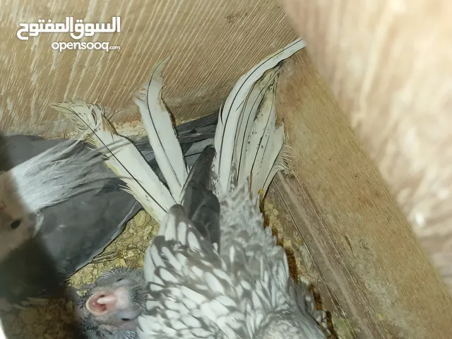 فراخ كوكتيل زق