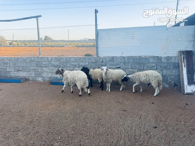 اربعة حواله للبيع مع بعض