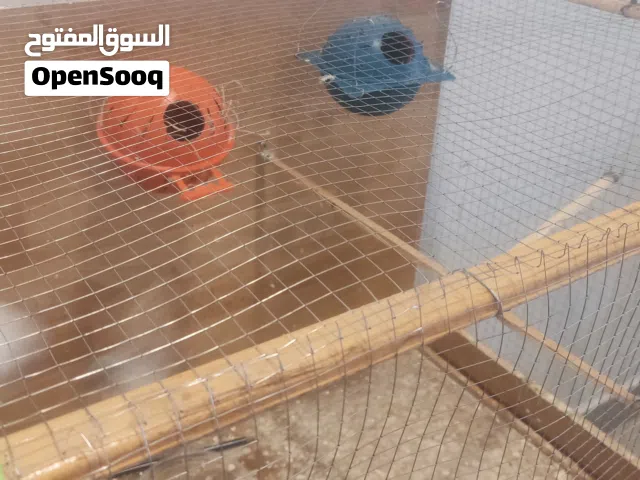 كوم جنه 4 ازواج شغاله 100%
