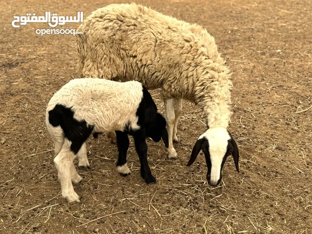 زوز نعاج للبيع