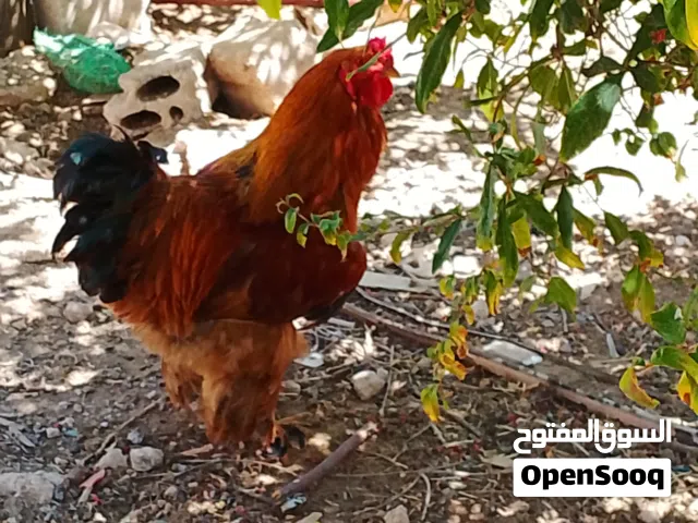 ديوك براهمة