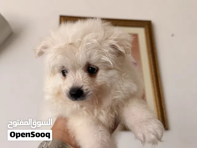 Pomeranian x Husky puppy