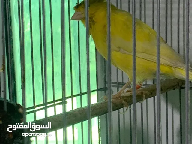 متاح طيرة مقمبرة كرست ام فراخ صحة ونظافة للبيع