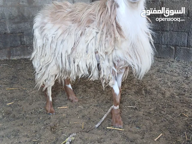 بيع اضاحي العيد