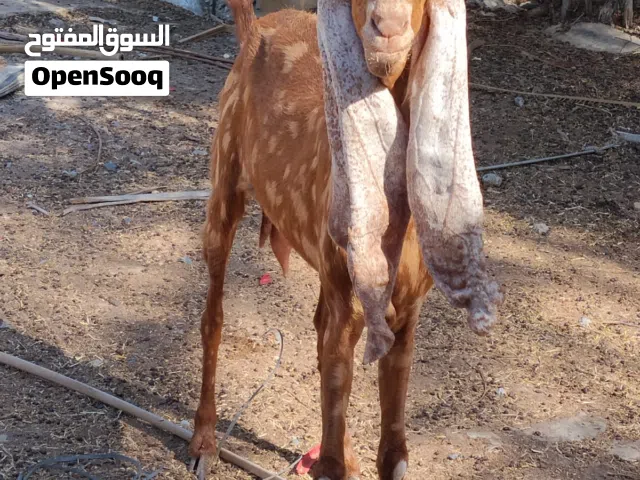 عنز حجازيه للبيع عشار