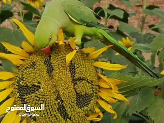 ببغاء الدره الهندي زوج indian parrots pair