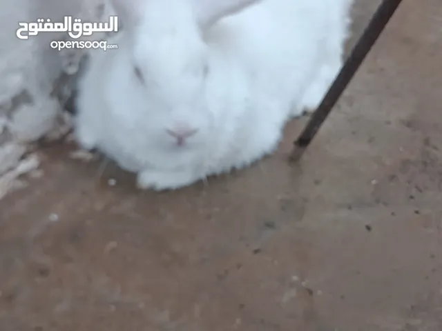 ارنب مالطي ذكر للبيع