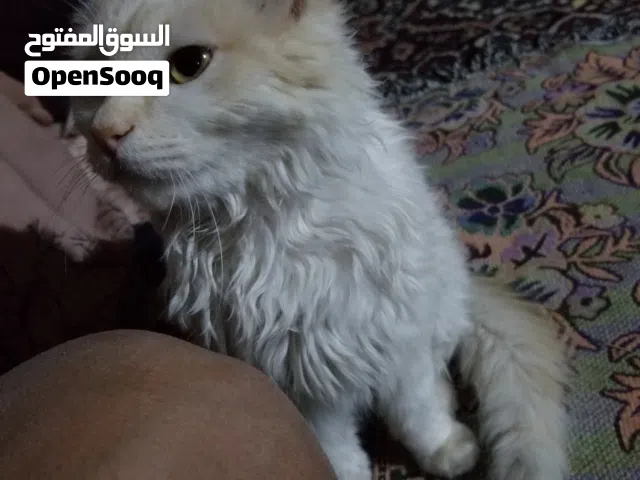 قط ابيض من المطلوب