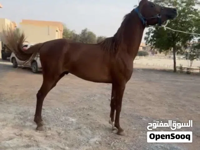 فحل عربي جواز واهوا  الخيل معسوف و جاهز
