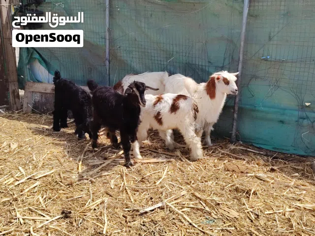 اغنام للبيع