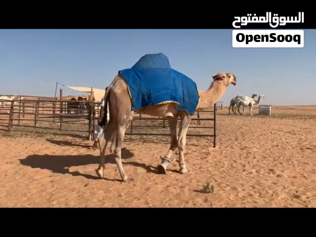 بعير ثني ولد سحاب الحيسوني ولد عليان أبو عجاريد الموقع الخرج