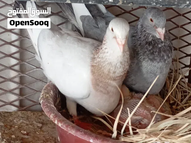 طرابلس حمام