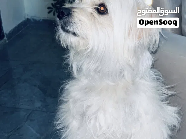كلب للبيع / 100 jd