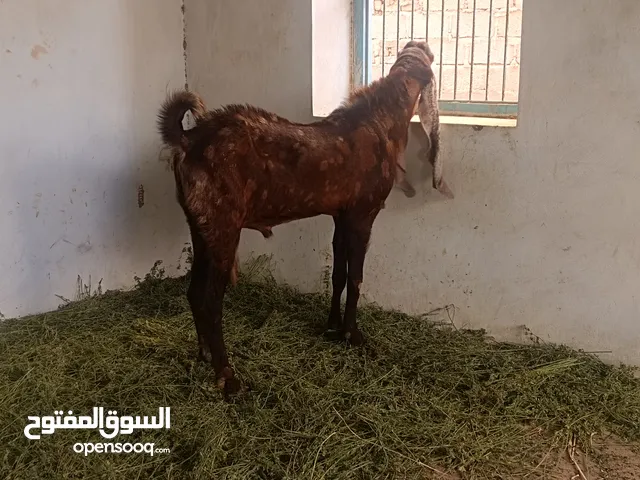 تيس فحل حجازي مستورد