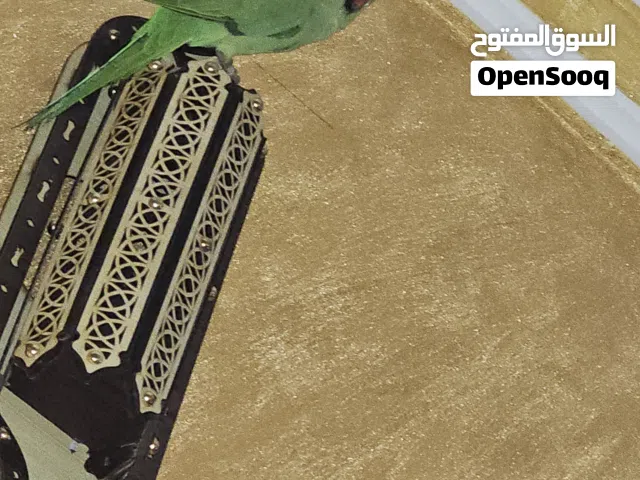 ببغاء دره امريكي