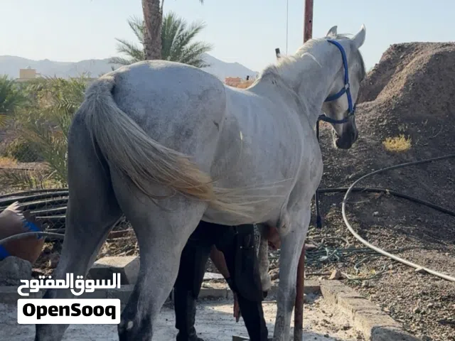 حصان عربي للبيع