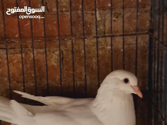 ذكر حمام لاحم فرنسي بيور