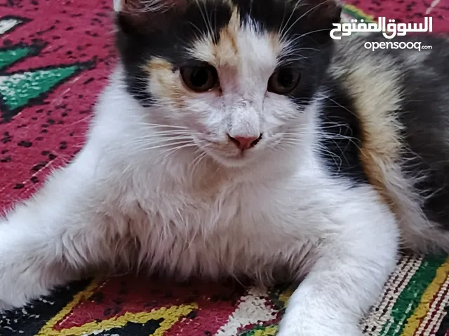 قطة مكس للبيع لعوبه