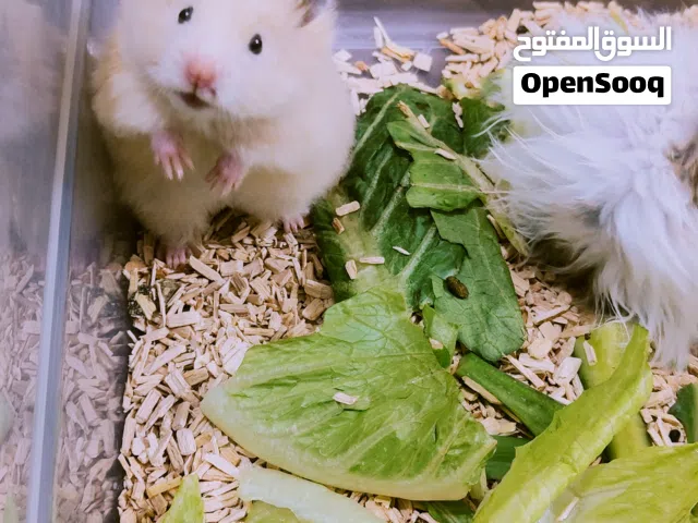 زوجين هامستر نضيفات حلوات الوان جميله