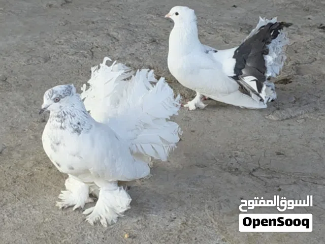 للبيع زوج نثيه عروسه والفحل فانتيل