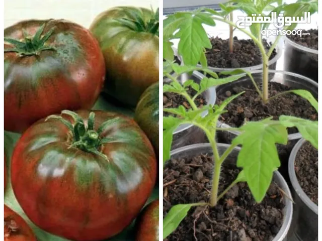 للبيع شتلات طمامه النوع رامسي