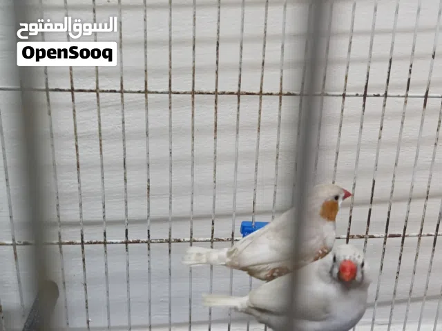 للبيع عصافير طيور الجنه ذكر وأنثى الموقع عمان الجويده للتواصل