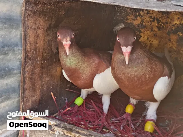 جوز حمام ياهوديات للبيع تحتيهن بيض التواصل ع الخاص