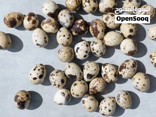 بيض سمان للبيع quail eggs for sale