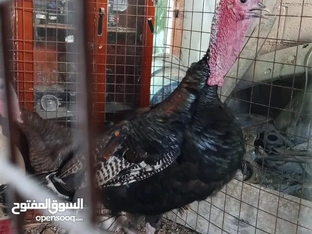ذكور حبش نخب اسود واحمر كفاله وللبدل