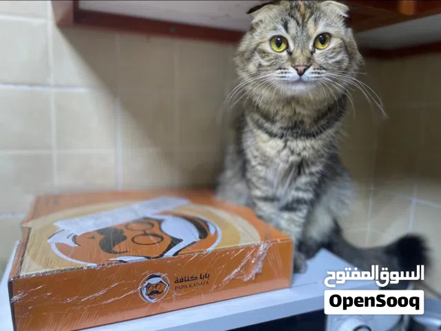 قطتين للتبني مجاناً لوجه الله