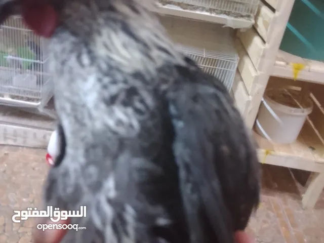 ديك تايلندي